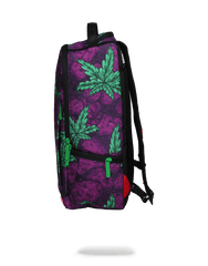 QUEEN INDICA